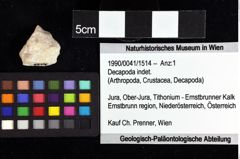 Foto (Objket + Etiketten) von Bullariscus patruliusi (Robins et al., 2013) 